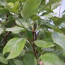 Attēlu rezultāti vaicājumam “Sorbus aria”