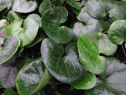 Attēlu rezultāti vaicājumam “Asarum europaeum leaf”