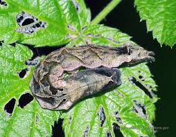 Attēlu rezultāti vaicājumam “Thyatira batis imago”