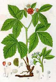 Attēlu rezultāti vaicājumam “Rubus saxatilis fruit”