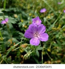 Attēlu rezultāti vaicājumam “Geranium bohemicum fruit”