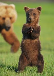 Attēlu rezultāti vaicājumam “Ursus arctos”