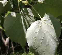Attēlu rezultāti vaicājumam “Tilia tomentosa leaf”