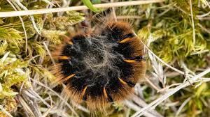 Attēlu rezultāti vaicājumam “Macrothylacia rubi”