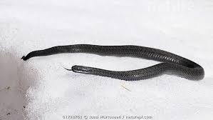 Attēlu rezultāti vaicājumam “Vipera berus”