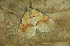 Attēlu rezultāti vaicājumam “Pennithera firmata”