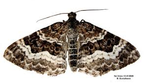 Attēlu rezultāti vaicājumam “Epirrhoe tristata imago”