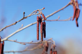 Attēlu rezultāti vaicājumam “Alnus glutinosa flower”