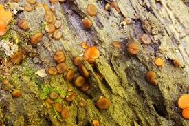 Attēlu rezultāti vaicājumam “Propolis farinosa”