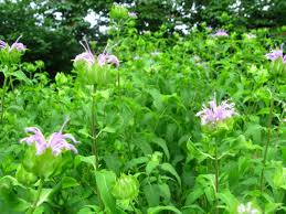 Attēlu rezultāti vaicājumam “Linaria loeselii fruit”