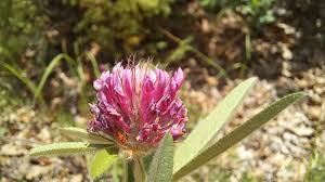 Attēlu rezultāti vaicājumam “Trifolium alpestre”