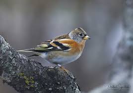 Attēlu rezultāti vaicājumam “Fringilla montifringilla”