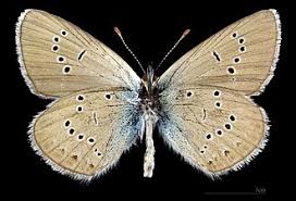 Attēlu rezultāti vaicājumam “Cyaniris semiargus female”