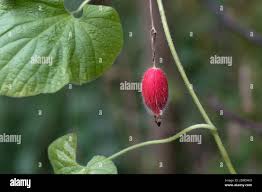 Attēlu rezultāti vaicājumam “Thladiantha dubia leaf”