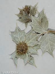 Attēlu rezultāti vaicājumam “Eryngium maritimum leaf”