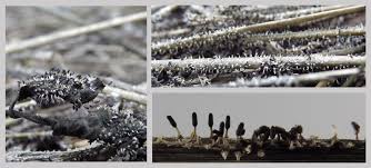 Attēlu rezultāti vaicājumam “Diachea subsessilis spores”