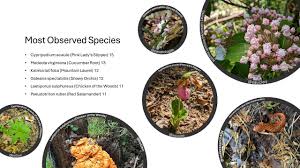 Attēlu rezultāti vaicājumam “Arcyria globosa young”