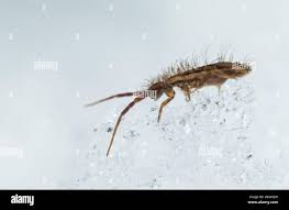 Attēlu rezultāti vaicājumam “Orchesella flavescens”