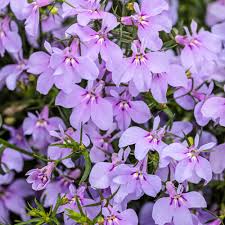 Image result for Lobelia erinus