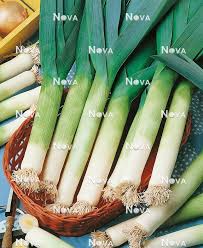 Image result for Porree