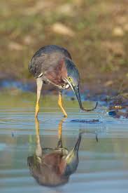 Image result for Butorides virescens