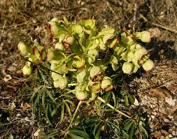 Image result for Helleborus foetidus