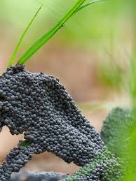 Attēlu rezultāti vaicājumam “Physarum cinereum”