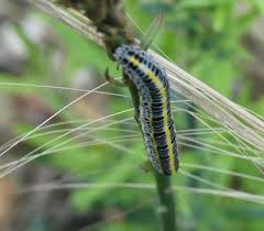 Attēlu rezultāti vaicājumam “Calophasia lunula larva”