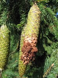 Attēlu rezultāti vaicājumam “Dioryctria abietella”