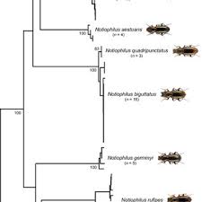 Attēlu rezultāti vaicājumam “Notiophilus germinyi”
