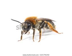 Attēlu rezultāti vaicājumam “Andrena haemorrhoa”
