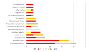 Attēlu rezultāti vaicājumam “Lycogala flavofuscum sessile”