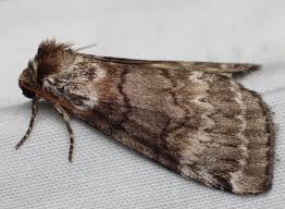 Attēlu rezultāti vaicājumam “Tetheella fluctuosa”