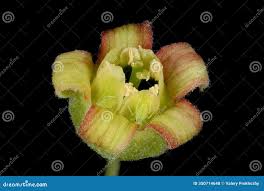 Attēlu rezultāti vaicājumam “Ribes nigrum flower”