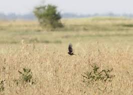 Image result for Melanocorypha yeltoniensis