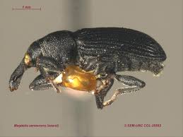 Attēlu rezultāti vaicājumam “Magdalis sp.”