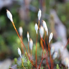 Attēlu rezultāti vaicājumam “Polytrichum juniperinum sporophyte”
