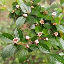 Attēlu rezultāti vaicājumam “Cotoneaster divaricatus”