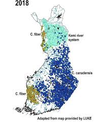 Image result for Castor fiber