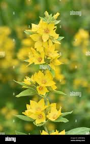 Attēlu rezultāti vaicājumam “Lysimachia punctata”