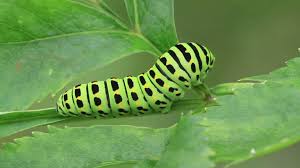 Attēlu rezultāti vaicājumam “Papilio machaon larva”