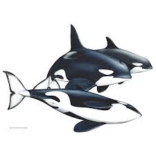 Image result for Orcinus orca