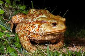 Attēlu rezultāti vaicājumam “Bufo bufo”