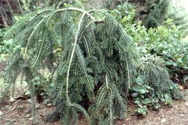 Attēlu rezultāti vaicājumam “Abies alba”