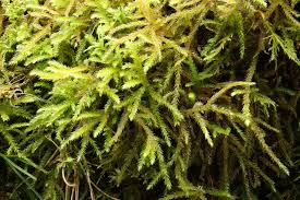 Attēlu rezultāti vaicājumam “Eurhynchium angustirete sporophyte”