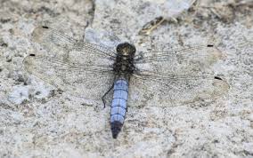 Attēlu rezultāti vaicājumam “Orthetrum cancellatum male”