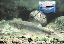 Image result for Aspius aspius