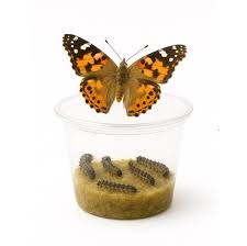 Attēlu rezultāti vaicājumam “Vanessa cardui”