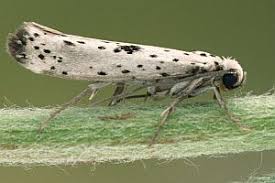 Attēlu rezultāti vaicājumam “Yponomeuta plumbella”