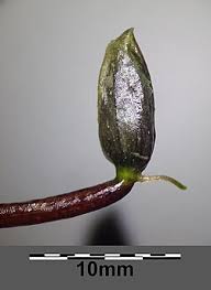 Attēlu rezultāti vaicājumam “Hydrocharis morsus-ranae bud”